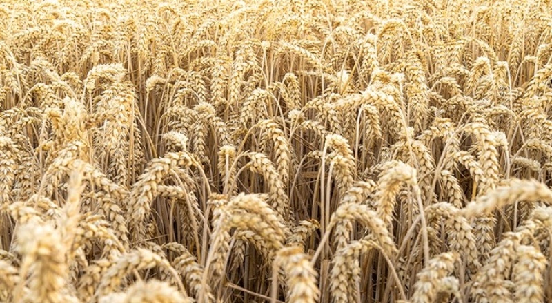 TMO, 335 bin ton buğday ithal edecek