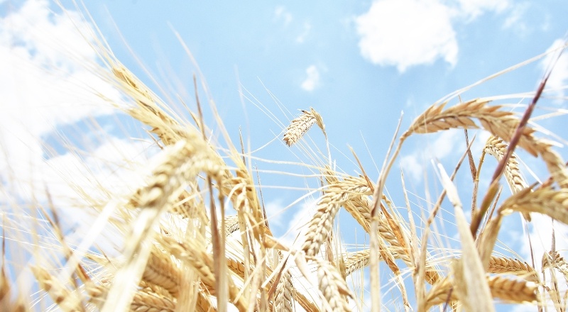 TMO, ağustosta 515 bin ton arpa ve 395 bin ton buğday ithal etmek için ihale yapacak