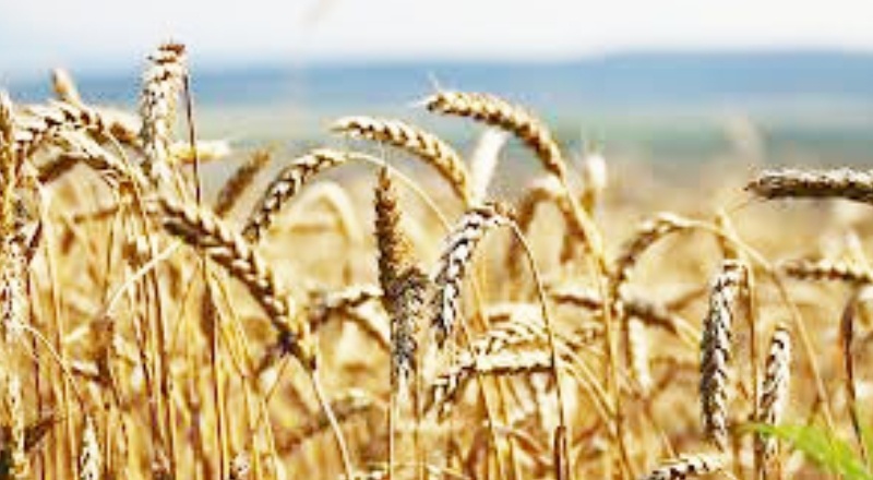 TMO Genel Müdürü Güldal: Spekülatörler, tacir ve sanayici buğdayı elinde tutuyor, satmıyor