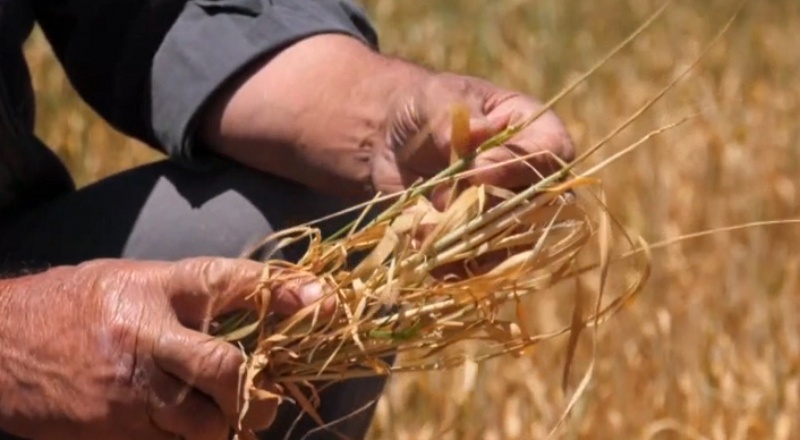 TMO, un sanayicilerine sattığı buğdaya yüzde 22 zam yaptı