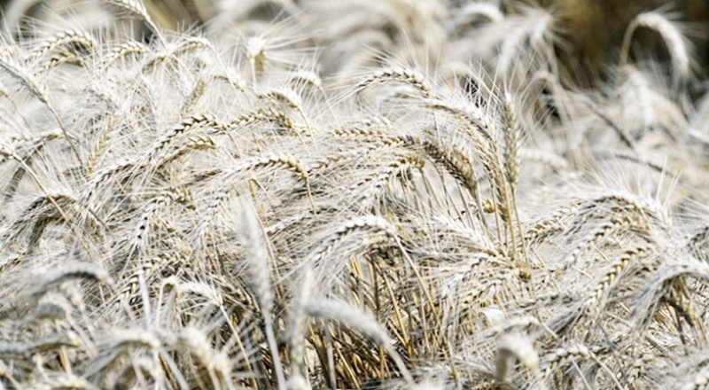 Türkiye tarihinde bir ilk: Hindistan'dan 50 bin ton buğday ithal edildi