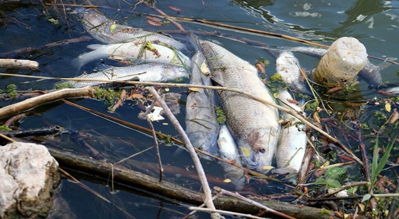 Türkiye’nin en uzun nehri Kızılırmak'ta toplu balık ölümleri