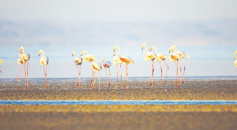 Tuz Gölü'nde binlerce yavru flamingo öldü