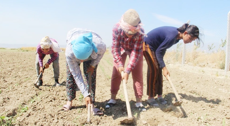 Ülke genelinde 1,5 milyon çocuk işçi tarımda çalışıyor