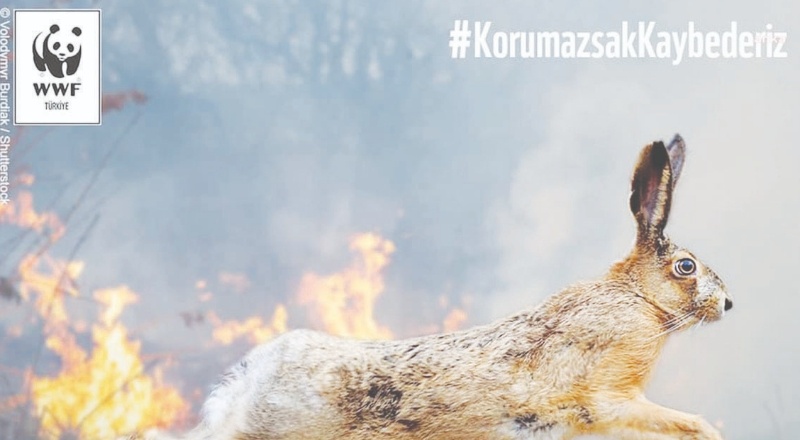 WWF Türkiye: Yangından etkilenen canlıların yaralarını sarmak için harekete geçiyoruz